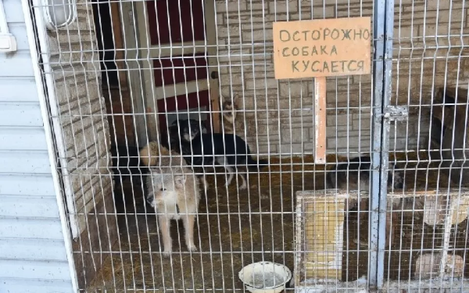Мэрия Барнаула может оплатить содержание бездомных собак в приюте