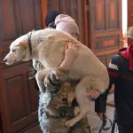 Более тысячи раз жители Алтайского края просили решить вопрос с бродячими собаками в 2021 году