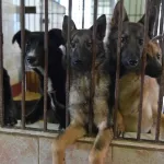 Алтайские власти пытаются решить проблему бездомных собак незначительным повышением тарифа на их содержание