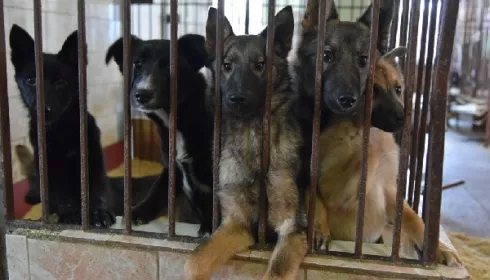 Алтайские власти пытаются решить проблему бездомных собак незначительным повышением тарифа на их содержание