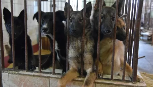 Госдума отклонила законопроект алтайских депутатов об эвтаназии собак в приютах