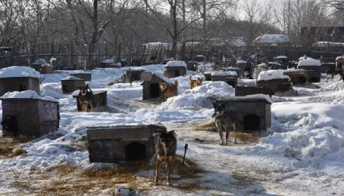 Сама себя не накормит. Общественники призвали поднять тарифы на содержание бродячих собак на Алтае