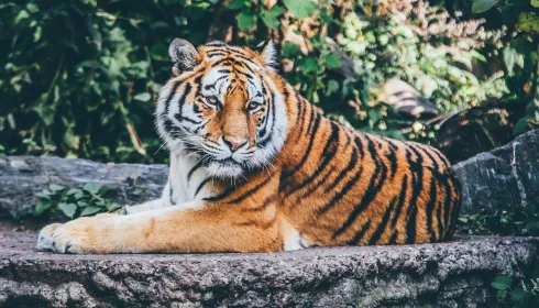 Частный зоопарк в Рубцовске оказался на грани закрытия из-за нарушений и плохого отношения к животным