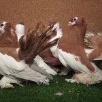 Уникальные породы алтайских голубей находятся на грани исчезновения
