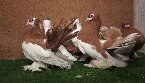 Уникальные породы алтайских голубей находятся на грани исчезновения