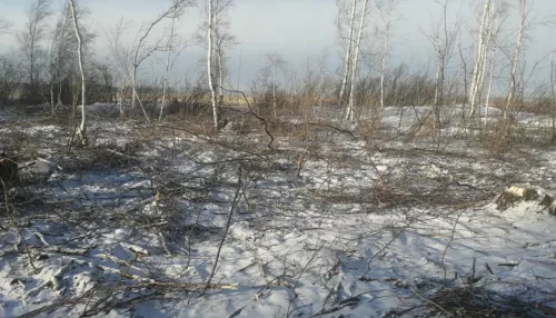 Алтайские власти лишили бизнесмена права рубить лес с краснокнижными видами