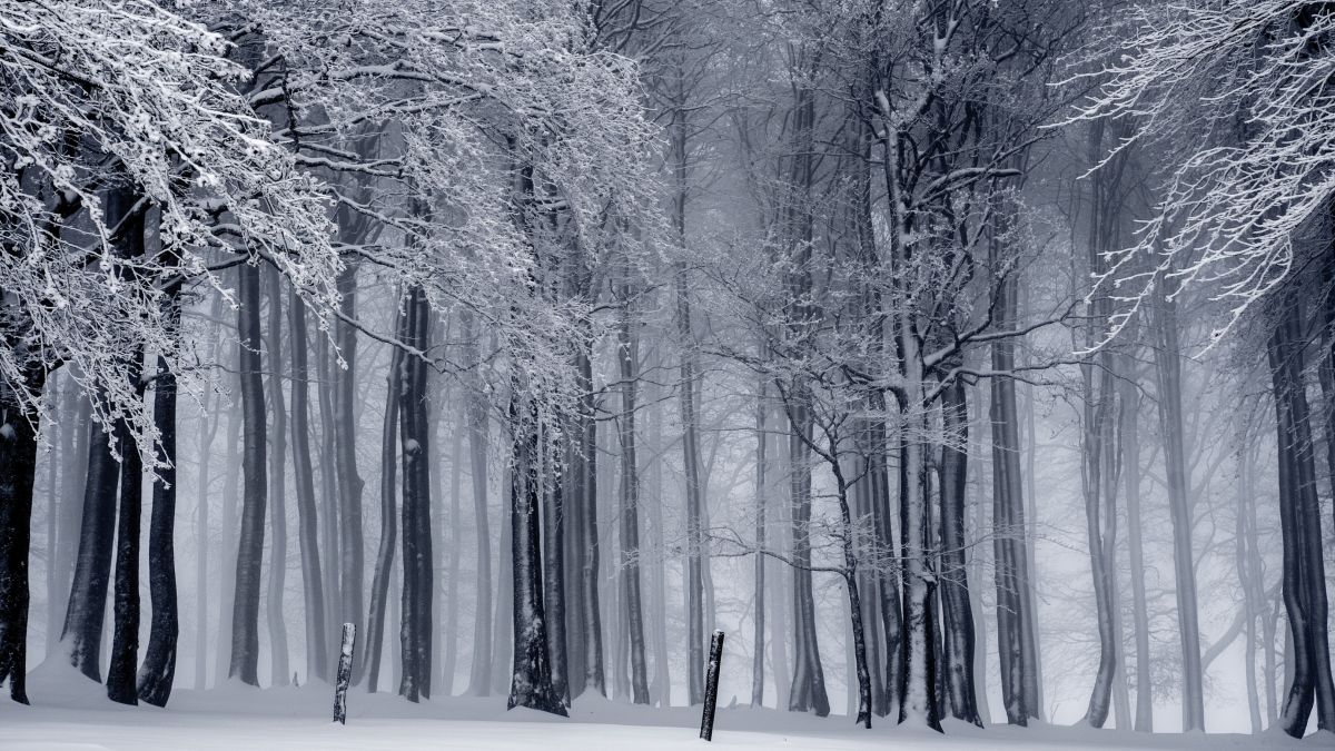 Зимний лес. Деревья