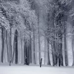 В новосибирском лесу мужчина насмерть замерз из-за разрядившегося телефона