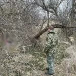 На Ставрополье в лесополосе нашли тело пропавшего 15-летнего подростка