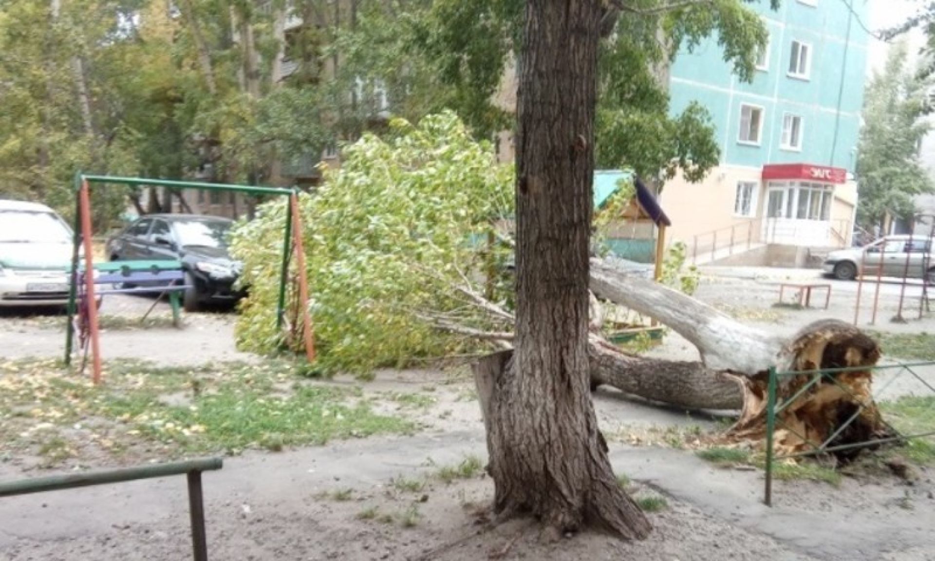 Ветер повалил несколько деревьев 23 сентября в Барнауле - Толк 23.09.2019