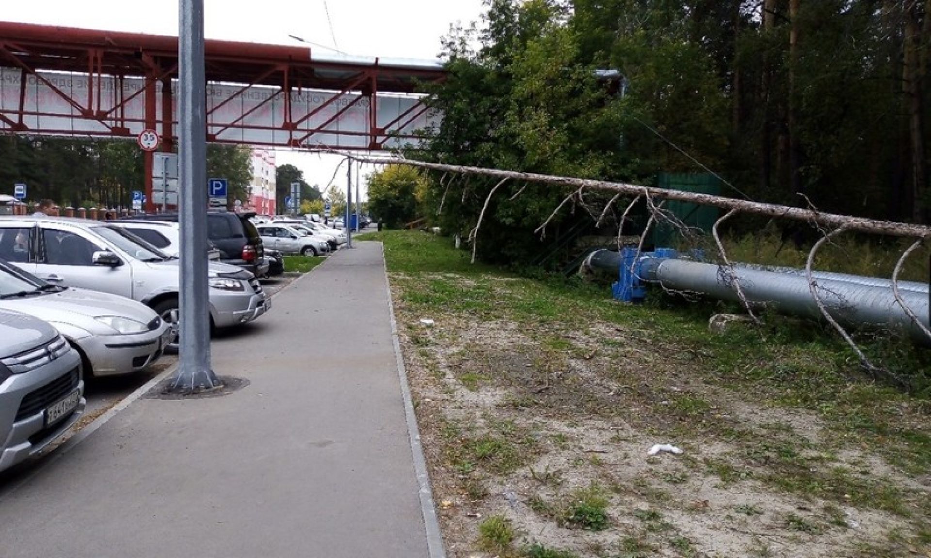 Ветер повалил несколько деревьев 23 сентября в Барнауле - Толк 23.09.2019