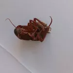 Жительница Барнаула обнаружила гигантских редких тараканов в квартире