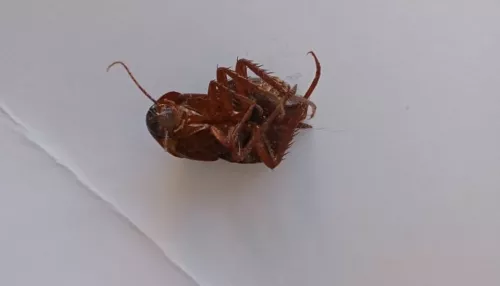 Жительница Барнаула обнаружила гигантских редких тараканов в квартире