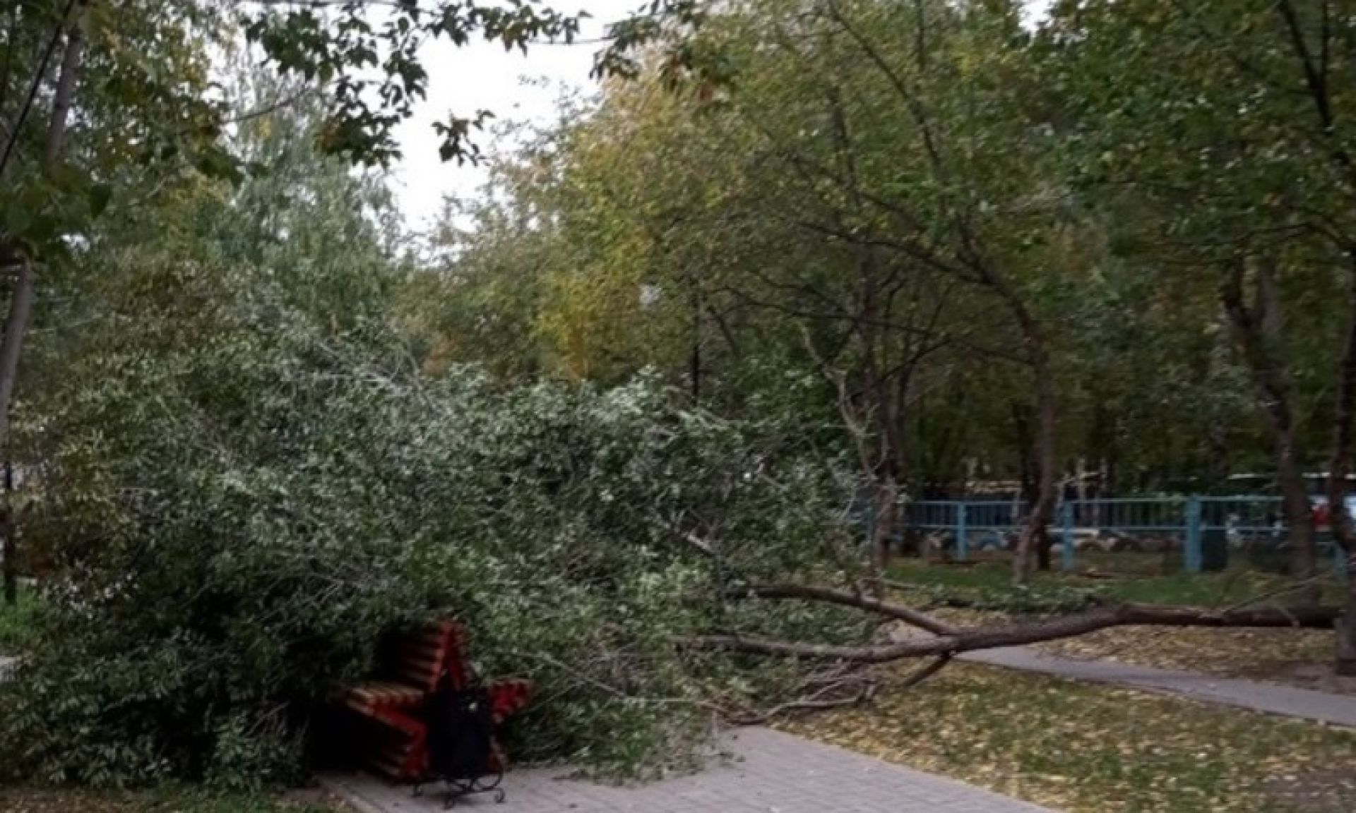 Ветер повалил несколько деревьев 23 сентября в Барнауле - Толк 23.09.2019