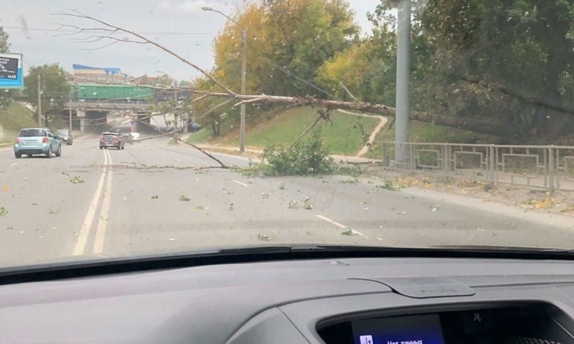 Ветер повалил несколько деревьев 23 сентября в Барнауле - Толк 23.09.2019