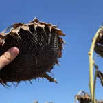 В крае могут снова оптимизировать посевы зерновых в пользу выгодных масличных