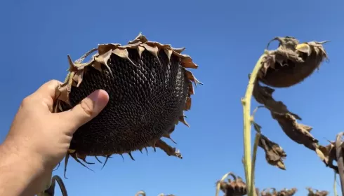 В крае могут снова оптимизировать посевы зерновых в пользу выгодных масличных