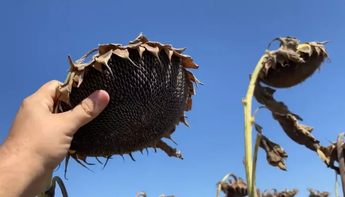 В крае могут снова оптимизировать посевы зерновых в пользу выгодных масличных