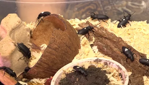 Барнаульский студент-биолог рассказал, как связаны жуки и переработка пластика