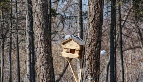 В Алтайском крае повышается градус: прогноз погоды на 3 апреля
