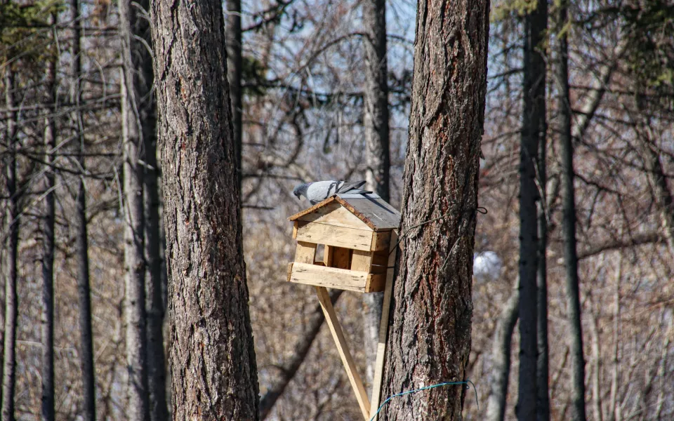 В Алтайском крае повышается градус: прогноз погоды на 3 апреля