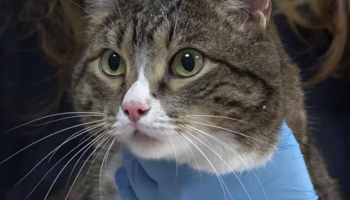 Ветеринары из Барнаула рассказали, как теперь работают в условиях санкций