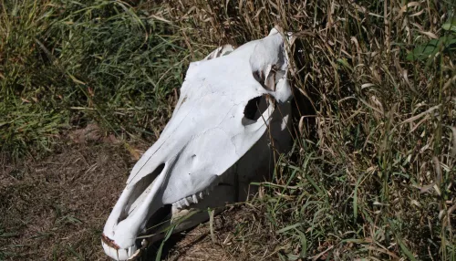 Жители алтайского села нашли более десятка трупов лошадей