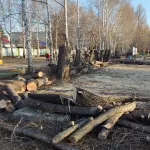 Что известно о вырубке деревьев в парке Лесная сказка