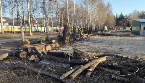 Что известно о вырубке деревьев в парке Лесная сказка