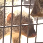 В Барнаульский зоопарк привезли самку мангуста со вкусным именем Манго