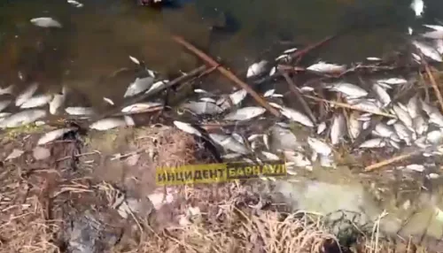 В селе Лебяжьем зафиксировали массовую гибель рыбы в озере