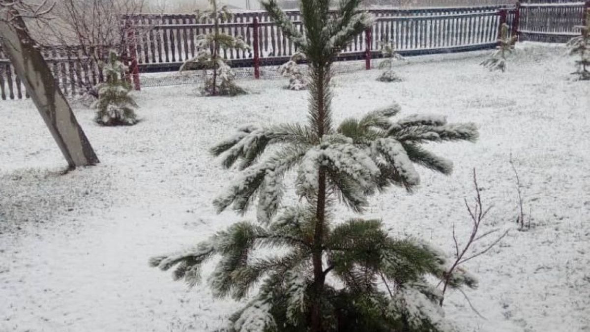 Снег в Мамонтовском районе
