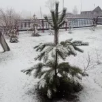 В Алтайском крае после апрельской жары выпал снег