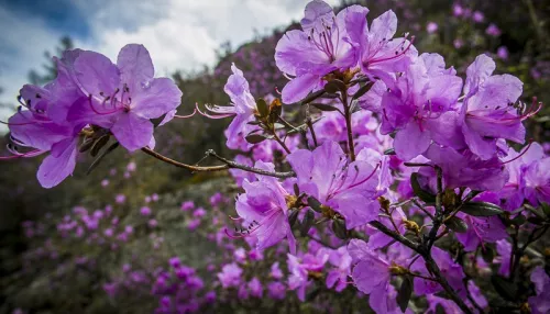 Цветение маральника на Алтае. Как добраться и чем заняться на празднике