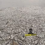 В одном из алтайских районов массово погибла рыба в водоёме