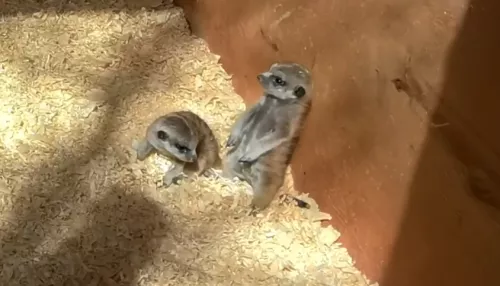 В барнаульском зоопарке появились на свет два суриката