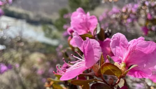На Алтае распустились долгожданные цветки маральника