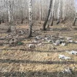 Барнаульцы нашли разбросанные черепа животных около молочного комбината