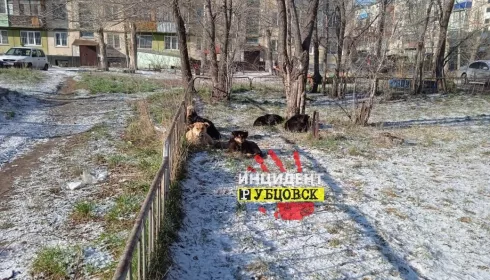 Бродячие собаки терроризируют жителей Рубцовска
