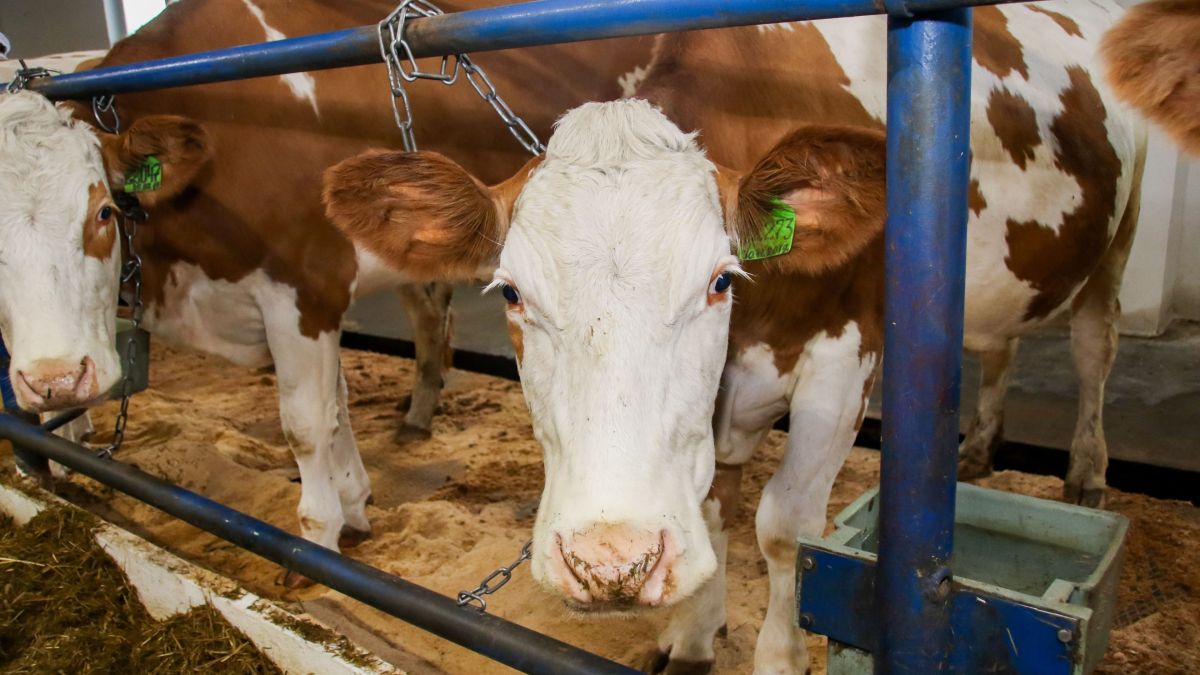 Животноводческий комплекс. Коровы.