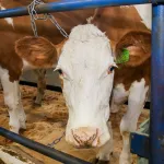 ФАС не подтвердила сговор производителей молочки и жадность торговых сетей