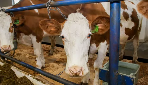 ФАС не подтвердила сговор производителей молочки и жадность торговых сетей