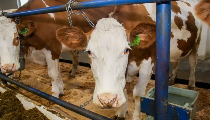 ФАС не подтвердила сговор производителей молочки и жадность торговых сетей