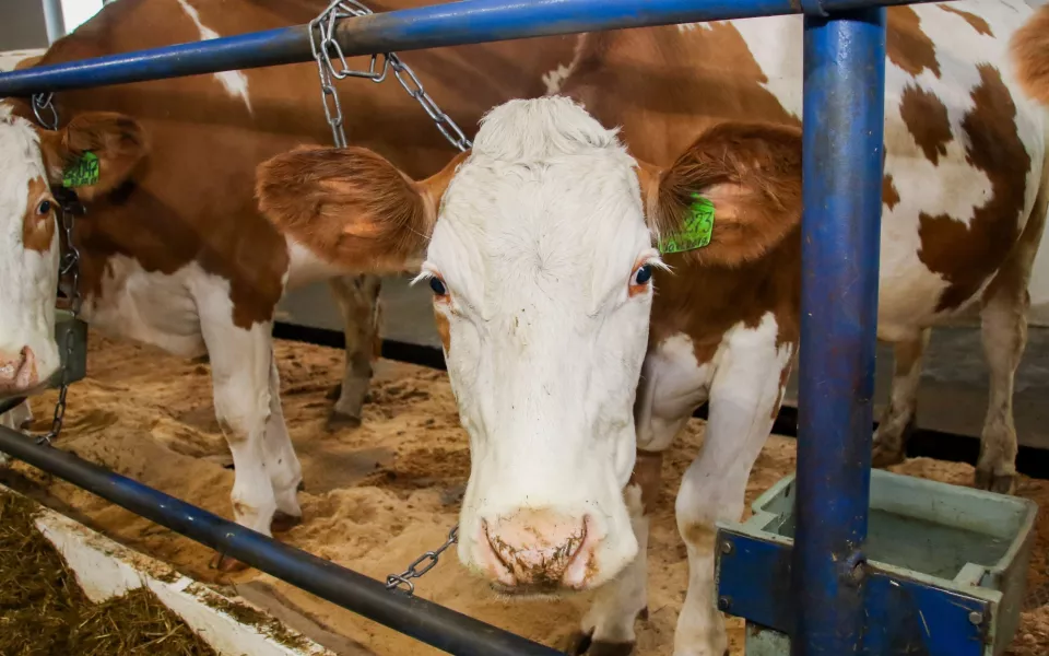 ФАС не подтвердила сговор производителей молочки и жадность торговых сетей