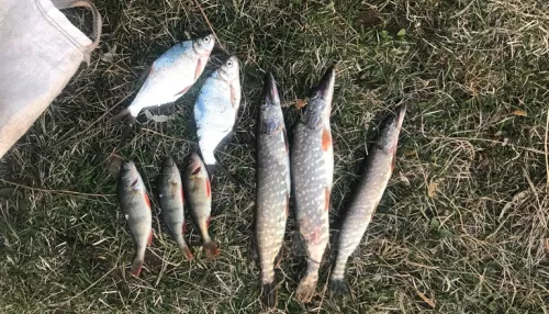 В Бийске рыбака-браконьера поймали с уловом в руках