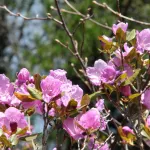Розовое чудо: на Телецком озере в мае зацвел маральник