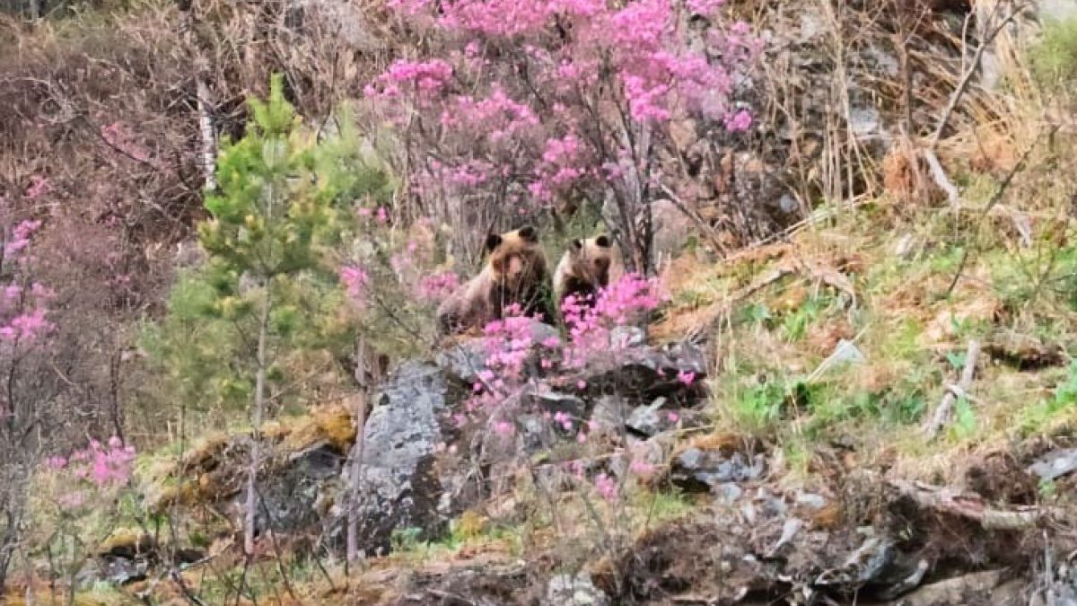 Медведица и медвежонок в цветущем маральнике