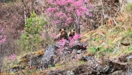 В Алтайском заповеднике засняли медведицу и медвежонка в цветущем маральнике