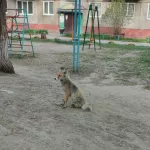 Жители Барнаула заметили истощенную лису на детской площадке