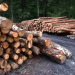 На Алтае незаконно вырубили 15 тыс. кубов кедрового леса на 147 млн рублей